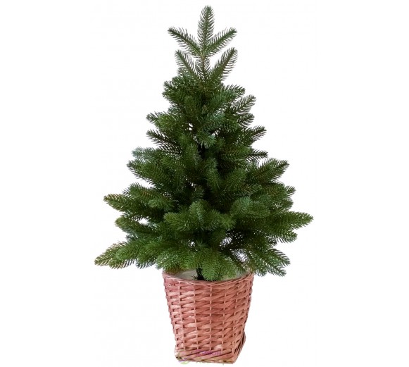 Ялина лита зелена 0,7 м у горщику з лози